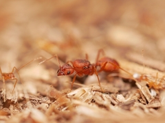 Pheidole fallax