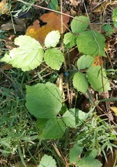 Rubus phoenicolasius