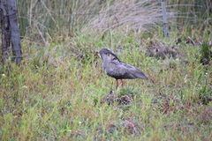 Theristicus caerulescens