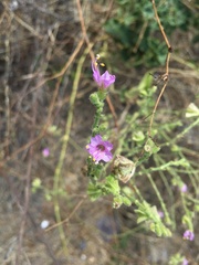 Mirabilis viscosa