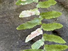 Phytoliriomyza felti