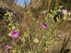 Mirabilis viscosa