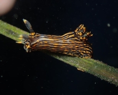 Polycera atra