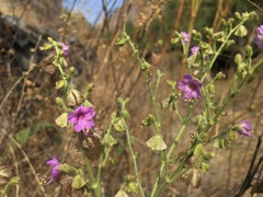 Mirabilis viscosa