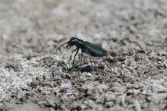 Cicindela amargosae