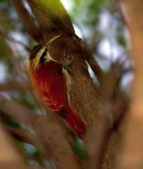 Lepidocolaptes angustirostris