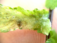 Phytoliriomyza felti