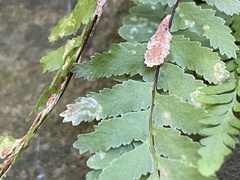 Phytoliriomyza felti