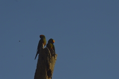 Aratinga auricapillus