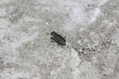 Cicindela amargosae