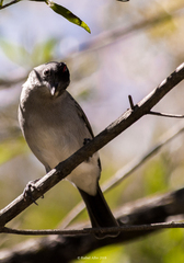 Coryphospingus pileatus