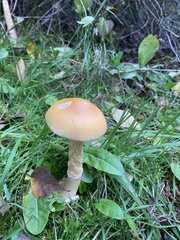 Amanita crocea