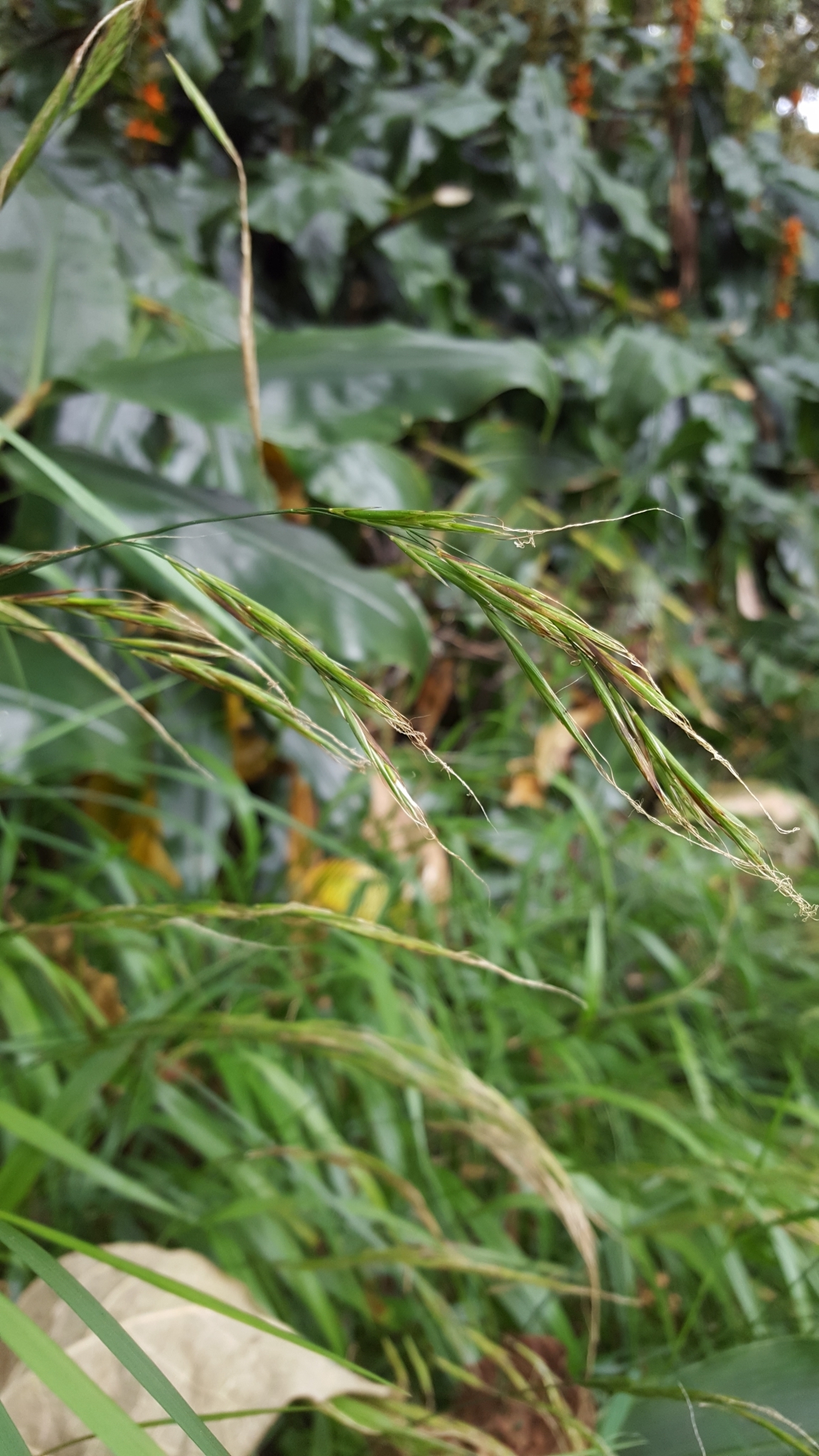 (c) François Rousseu, certains droits réservés (CC BY-NC) https://www.inaturalist.org/observations/139649521