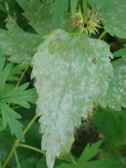 Neoerysiphe galeopsidis
