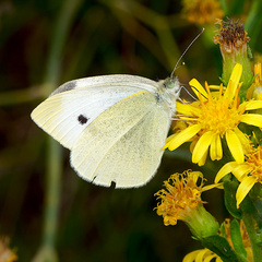 Pieris rapae
