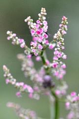 Rumex acetosa
