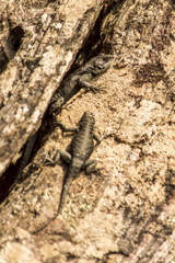 Tropidurus