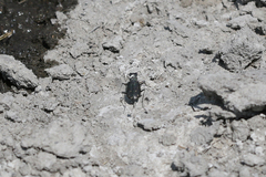 Cicindela amargosae