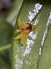 Lepanthes tachirensis