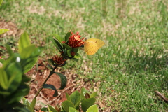 Phoebis philea