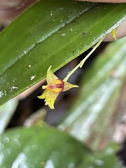 Lepanthes tachirensis