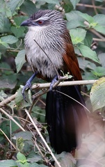 Centropus superciliosus