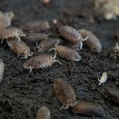 Armadilloniscus coronacapitalis