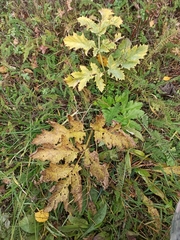 Heracleum sosnowskyi