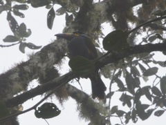 Andigena laminirostris