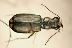 Cicindela amargosae