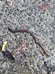 Lumbricus