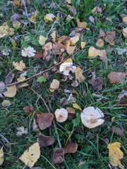Fungi
