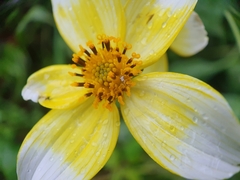 Bidens aurea