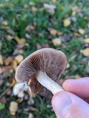 Fungi