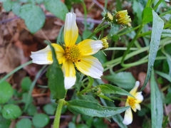 Bidens aurea