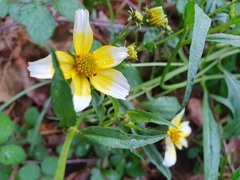 Bidens aurea