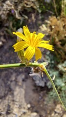 Chondrilla juncea image