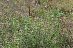 Salvia runcinata