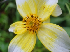 Bidens aurea