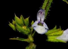Salvia runcinata