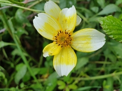 Bidens aurea