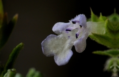 Salvia runcinata