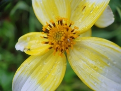 Bidens aurea