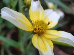 Bidens aurea