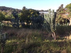 Leucadendron argenteum