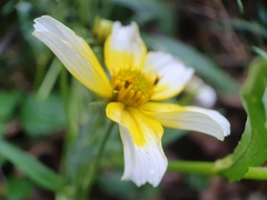 Bidens aurea
