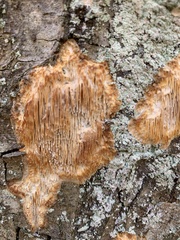 Radulomyces