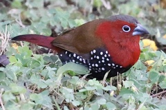 Hypargos niveoguttatus