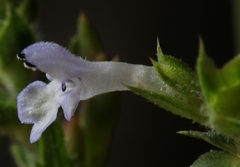 Salvia runcinata