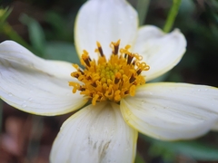 Bidens aurea